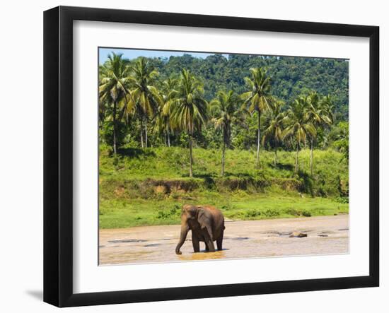 Elephant at Pinnawala Elephant Orphanage, Sri Lanka, Asia-Matthew Williams-Ellis-Framed Photographic Print