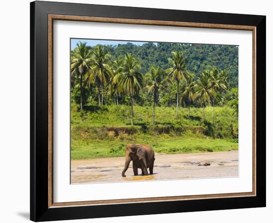 Elephant at Pinnawala Elephant Orphanage, Sri Lanka, Asia-Matthew Williams-Ellis-Framed Photographic Print