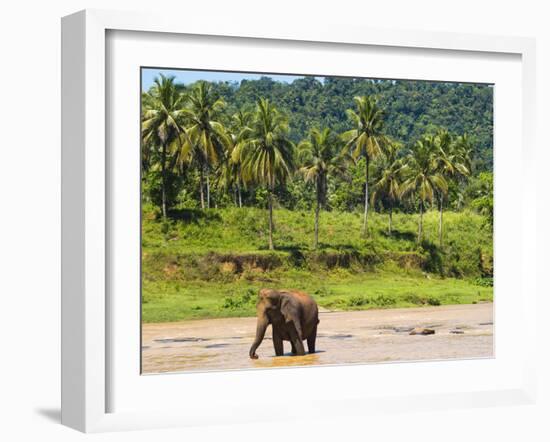 Elephant at Pinnawala Elephant Orphanage, Sri Lanka, Asia-Matthew Williams-Ellis-Framed Photographic Print