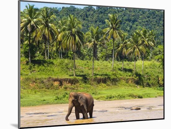 Elephant at Pinnawala Elephant Orphanage, Sri Lanka, Asia-Matthew Williams-Ellis-Mounted Photographic Print
