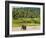 Elephant at Pinnawala Elephant Orphanage, Sri Lanka, Asia-Matthew Williams-Ellis-Framed Photographic Print