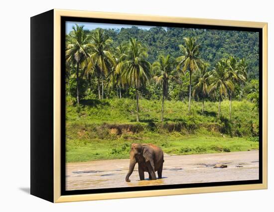 Elephant at Pinnawala Elephant Orphanage, Sri Lanka, Asia-Matthew Williams-Ellis-Framed Premier Image Canvas