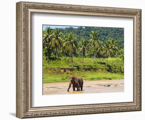 Elephant at Pinnawala Elephant Orphanage, Sri Lanka, Asia-Matthew Williams-Ellis-Framed Photographic Print