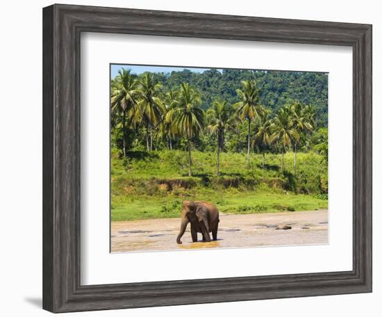 Elephant at Pinnawala Elephant Orphanage, Sri Lanka, Asia-Matthew Williams-Ellis-Framed Photographic Print