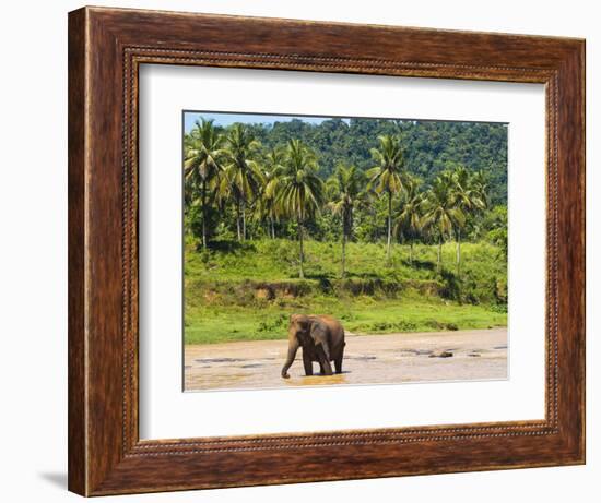 Elephant at Pinnawala Elephant Orphanage, Sri Lanka, Asia-Matthew Williams-Ellis-Framed Photographic Print