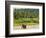 Elephant at Pinnawala Elephant Orphanage, Sri Lanka, Asia-Matthew Williams-Ellis-Framed Photographic Print