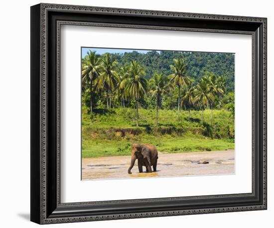 Elephant at Pinnawala Elephant Orphanage, Sri Lanka, Asia-Matthew Williams-Ellis-Framed Photographic Print