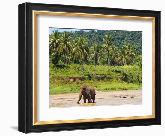 Elephant at Pinnawala Elephant Orphanage, Sri Lanka, Asia-Matthew Williams-Ellis-Framed Photographic Print