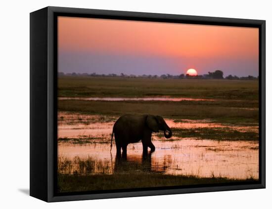 Elephant at Sunset on the Chobe River, Botswana-Nigel Pavitt-Framed Premier Image Canvas