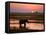 Elephant at Sunset on the Chobe River, Botswana-Nigel Pavitt-Framed Premier Image Canvas
