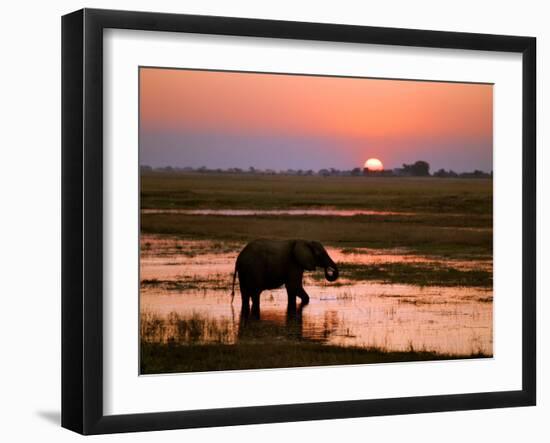 Elephant at Sunset on the Chobe River, Botswana-Nigel Pavitt-Framed Photographic Print