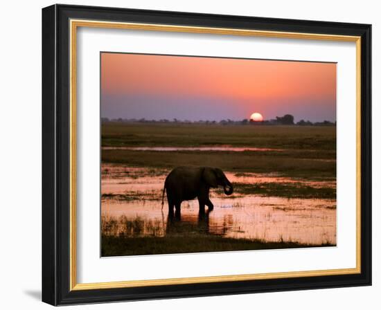 Elephant at Sunset on the Chobe River, Botswana-Nigel Pavitt-Framed Photographic Print