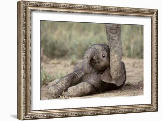 Elephant Baby Lying on Ground-null-Framed Photographic Print