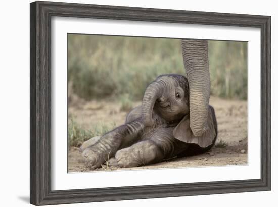 Elephant Baby Lying on Ground-null-Framed Photographic Print