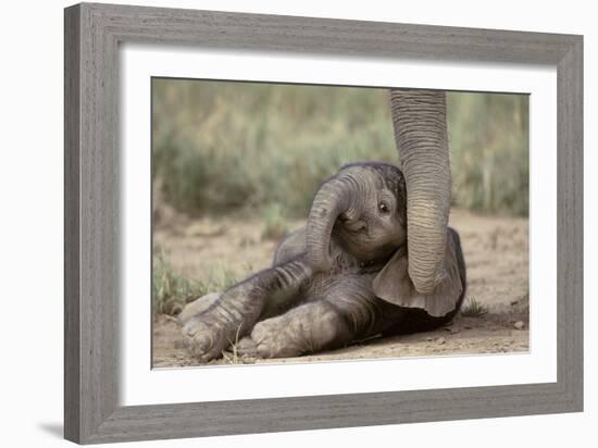 Elephant Baby Lying on Ground-null-Framed Photographic Print