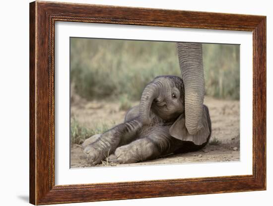 Elephant Baby Lying on Ground-null-Framed Photographic Print