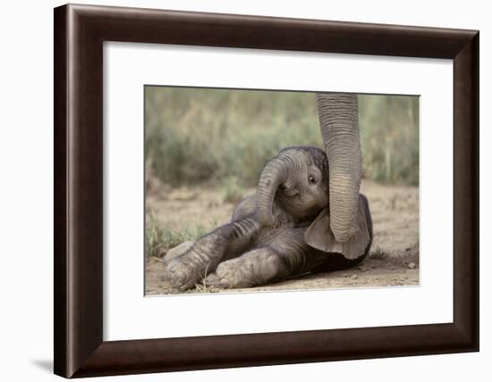 Elephant Baby Lying on Ground-null-Framed Photographic Print