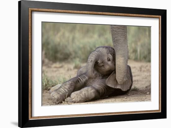 Elephant Baby Lying on Ground-null-Framed Photographic Print