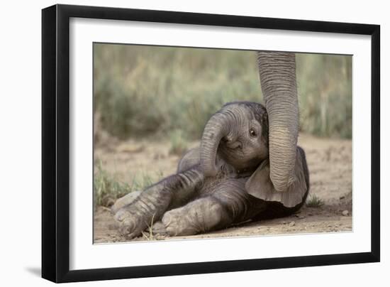 Elephant Baby Lying on Ground-null-Framed Photographic Print