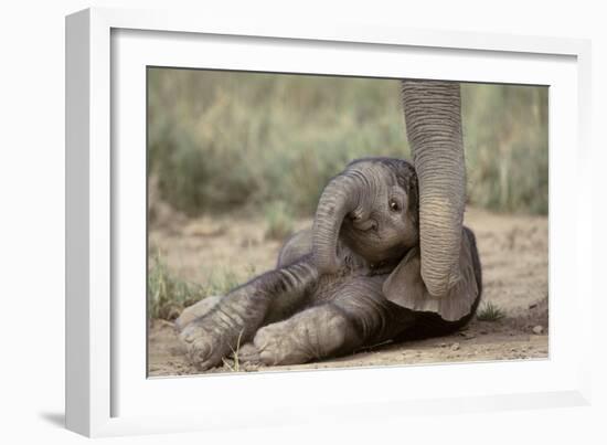 Elephant Baby Lying on Ground-null-Framed Photographic Print