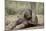 Elephant Baby Lying on Ground-null-Mounted Photographic Print