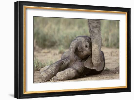 Elephant Baby Lying on Ground-null-Framed Photographic Print