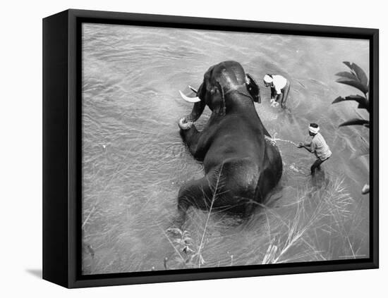 Elephant Belonging to Temple of the Tooth, Getting Mid Day Bath in River-Howard Sochurek-Framed Premier Image Canvas
