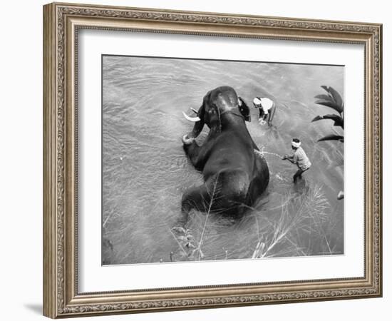 Elephant Belonging to Temple of the Tooth, Getting Mid Day Bath in River-Howard Sochurek-Framed Photographic Print