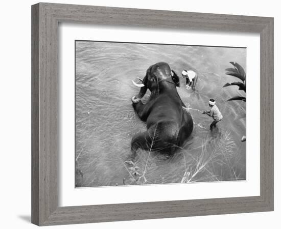 Elephant Belonging to Temple of the Tooth, Getting Mid Day Bath in River-Howard Sochurek-Framed Photographic Print