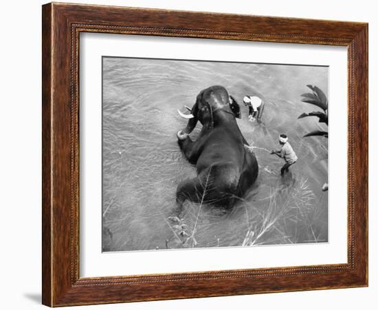 Elephant Belonging to Temple of the Tooth, Getting Mid Day Bath in River-Howard Sochurek-Framed Photographic Print