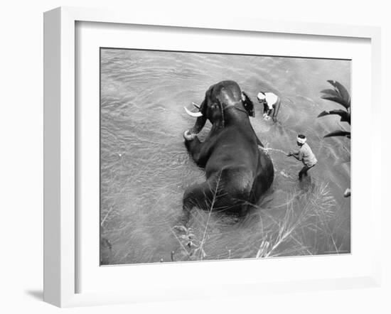 Elephant Belonging to Temple of the Tooth, Getting Mid Day Bath in River-Howard Sochurek-Framed Photographic Print