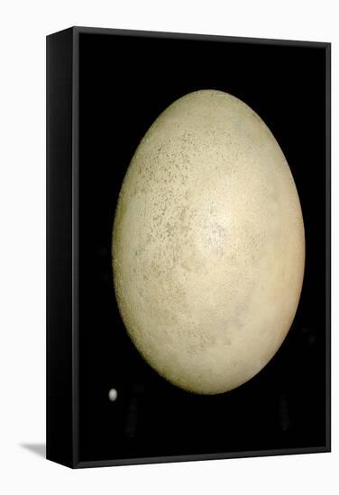 Elephant Bird And Humming Bird Egg-Paul Stewart-Framed Premier Image Canvas