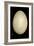 Elephant Bird And Humming Bird Egg-Paul Stewart-Framed Photographic Print