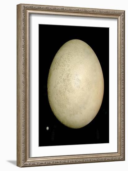 Elephant Bird And Humming Bird Egg-Paul Stewart-Framed Photographic Print