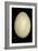 Elephant Bird And Humming Bird Egg-Paul Stewart-Framed Photographic Print