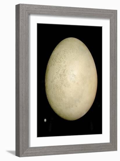 Elephant Bird And Humming Bird Egg-Paul Stewart-Framed Photographic Print