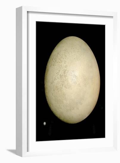 Elephant Bird And Humming Bird Egg-Paul Stewart-Framed Photographic Print