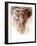 Elephant Bull-Mark Adlington-Framed Giclee Print