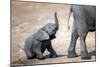 Elephant calf climbing out of the water hole in Hwange National Park, Zimbabwe, Africa-Karen Deakin-Mounted Photographic Print