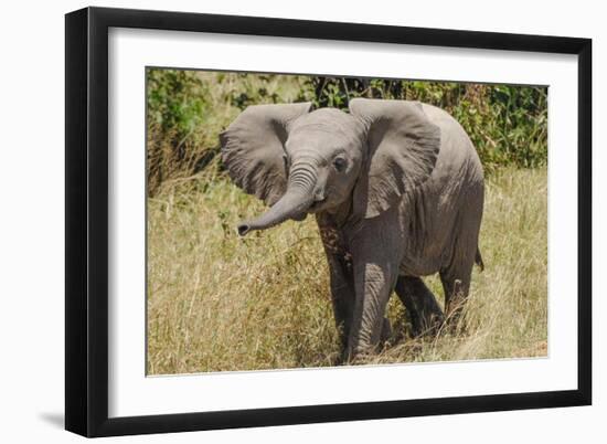 Elephant Calf Trumpet-Martin Fowkes-Framed Giclee Print