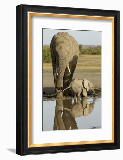 Elephant Calf-null-Framed Photographic Print