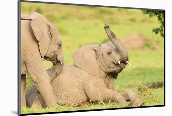 Elephant calves playing in the Masai Mara, Kenya, East Africa, Africa-Karen Deakin-Mounted Photographic Print