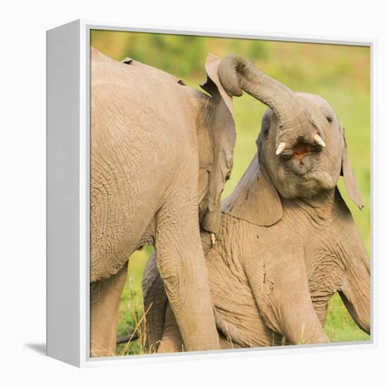 Elephant calves playing in the Masai Mara, Kenya, East Africa, Africa-Karen Deakin-Framed Premier Image Canvas