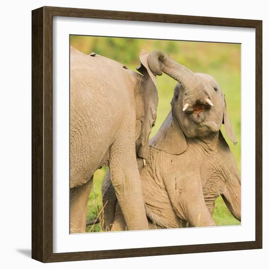 Elephant calves playing in the Masai Mara, Kenya, East Africa, Africa-Karen Deakin-Framed Photographic Print