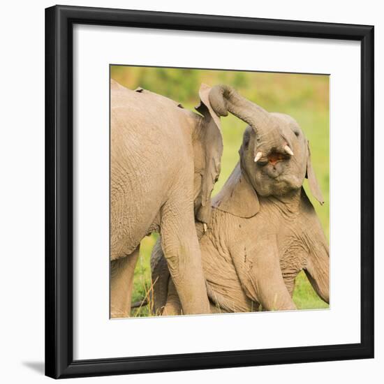 Elephant calves playing in the Masai Mara, Kenya, East Africa, Africa-Karen Deakin-Framed Photographic Print