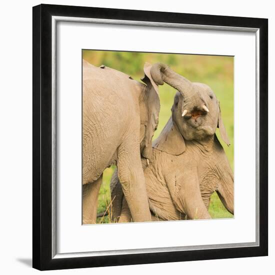 Elephant calves playing in the Masai Mara, Kenya, East Africa, Africa-Karen Deakin-Framed Photographic Print