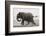 Elephant, Chobe Nat Pk, Botswana, Africa-Peter Adams-Framed Photographic Print