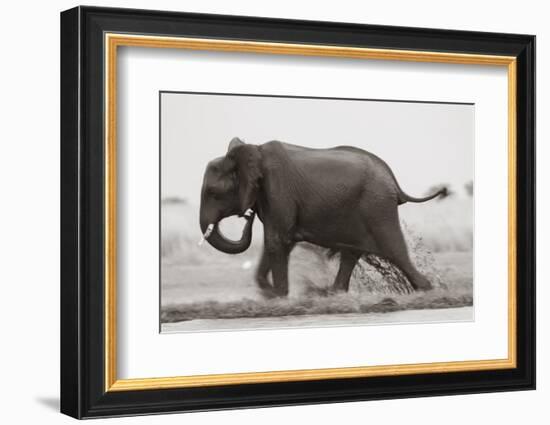 Elephant, Chobe Nat Pk, Botswana, Africa-Peter Adams-Framed Photographic Print