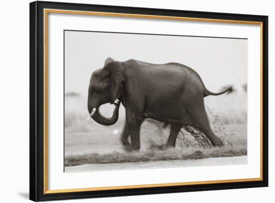 Elephant, Chobe Nat Pk, Botswana, Africa-Peter Adams-Framed Photographic Print