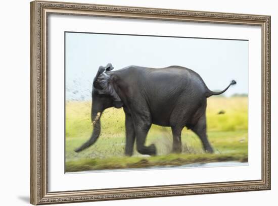 Elephant, Chobe Nat Pk, Botswana, Africa-Peter Adams-Framed Photographic Print